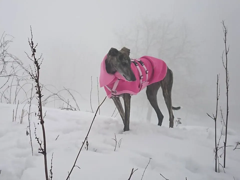 29062524 1847359505287730 6795048541096147915 n