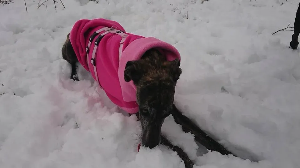 29063270 1847359418621072 895853837254086347 n