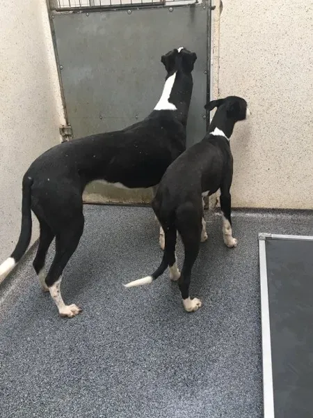 29101161 10155074668250194 7087496246641819648 n