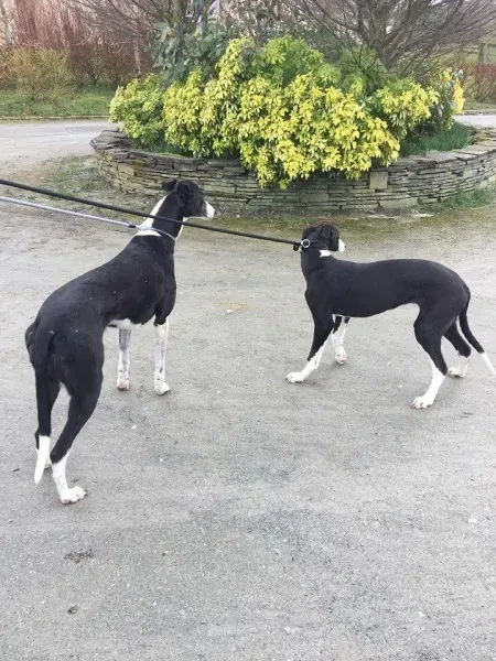 29103960 10155076018115194 1534775643756036096 n 1