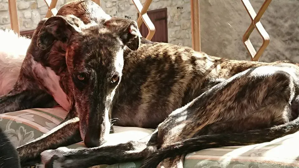 29133761 1847359011954446 3221294738110619183 n 1