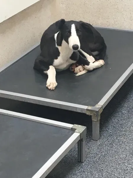 29136472 10155074669415194 5151950658965864448 n