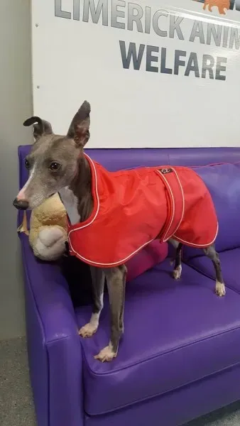 29214873 1597204530363469 8390004800674070528 n