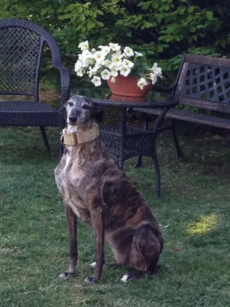 29313424 1664753340275181 4943335120917495808 n