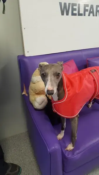 29313839 1597204613696794 2567386210934718464 n