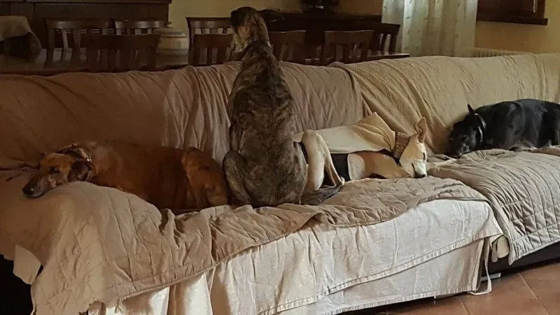 29313984 1664753680275147 8448400464520675328 o