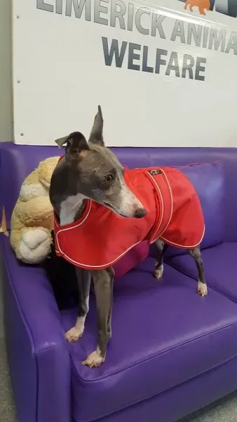 29314067 1597205073696748 607235386980171776 n