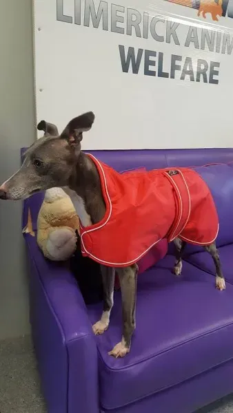 29314226 1597203757030213 753657109932933120 n