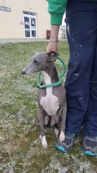 29314264 1597204223696833 5623064225799733248 n