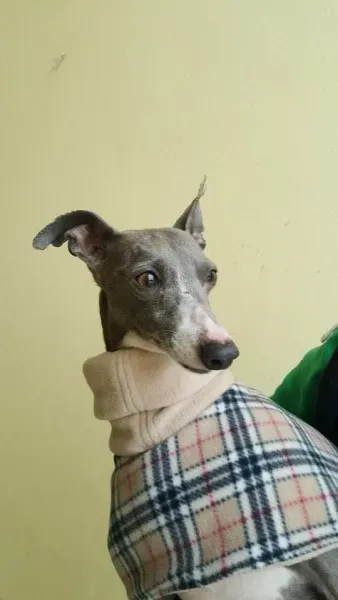 29314464 1597204973696758 8363518377309765632 n