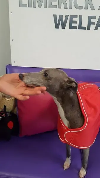 29314661 1597204490363473 8817331871709921280 n