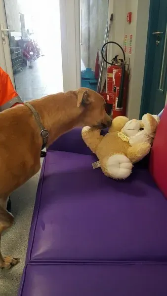 29314768 1597473267003262 4682547678821744640 n