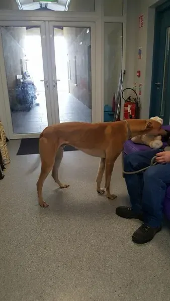 29314882 1597472930336629 265898693696159744 n