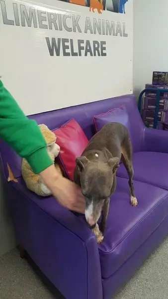 29314903 1597204840363438 498288924427288576 n