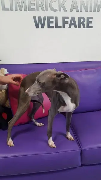 29315296 1597204023696853 7369329646963261440 n