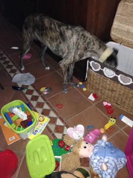 29315307 1664753326941849 5751214453500674048 n