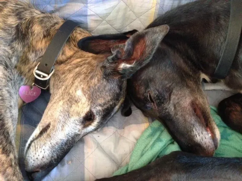 29315322 1664753460275169 1384847320524259328 n