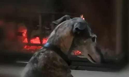 29339517 1664738390276676 4561179015502626816 o e1521370637451