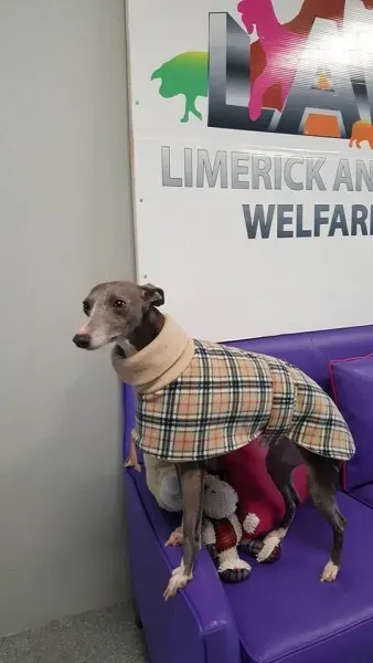 29339672 1597204890363433 2750534267955052544 n