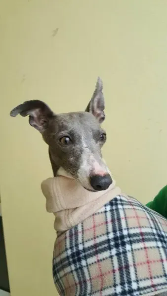 29340046 1597203867030202 6667998596043898880 n