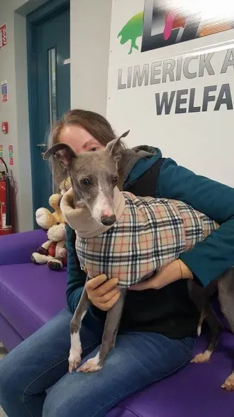 29340111 1597204960363426 1335785582684536832 n