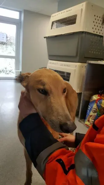 29340190 1597472857003303 965167627737497600 n