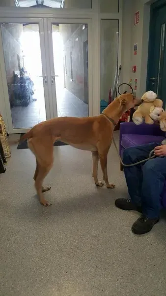 29340452 1597472547003334 2232216364838289408 n