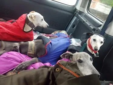 29341125 10214166018638005 45517066 n