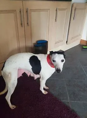 29341155 10214165201897587 450343210 n