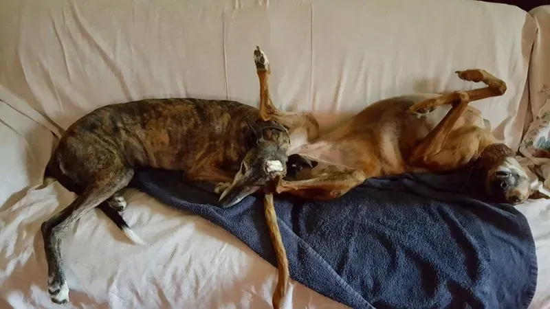 29342730 1664753573608491 1275960673980907520 n