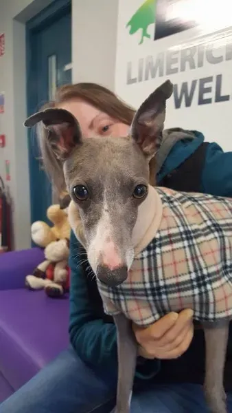 29343274 1597204293696826 7956655648618315776 n