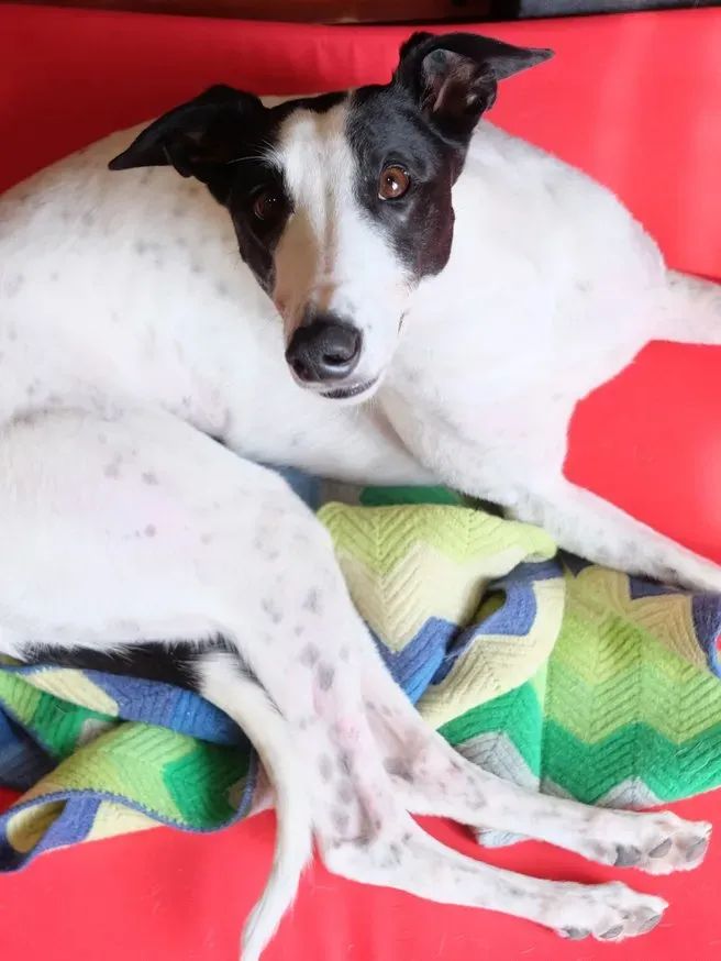 293480c1e0cdbd0da65a2f85a6ea1347 69879