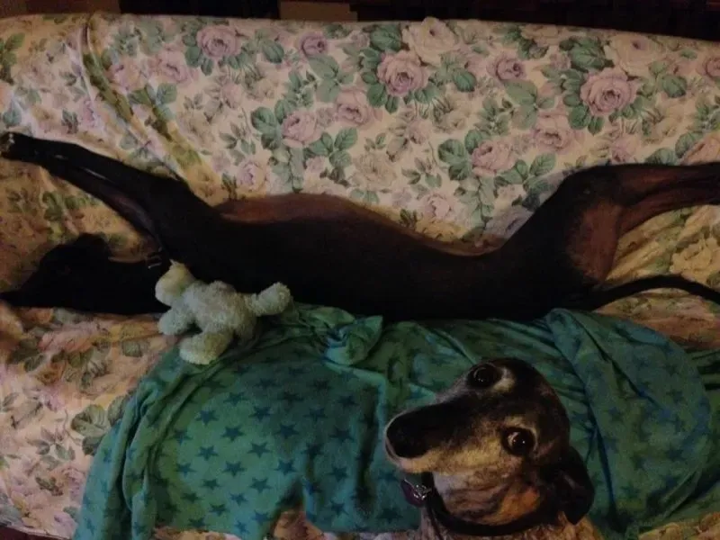 29356335 1664753466941835 6573398857562980352 n