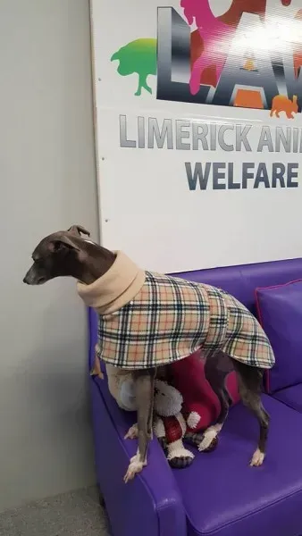 29357047 1597204667030122 381872732062613504 n