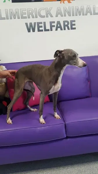 29365502 1597204193696836 3199633288423538688 n