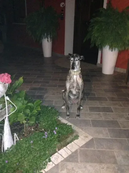 29365810 1664753420275173 5529805938749341696 n