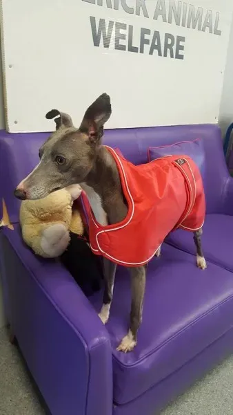 29366059 1597204250363497 6004250304260866048 n