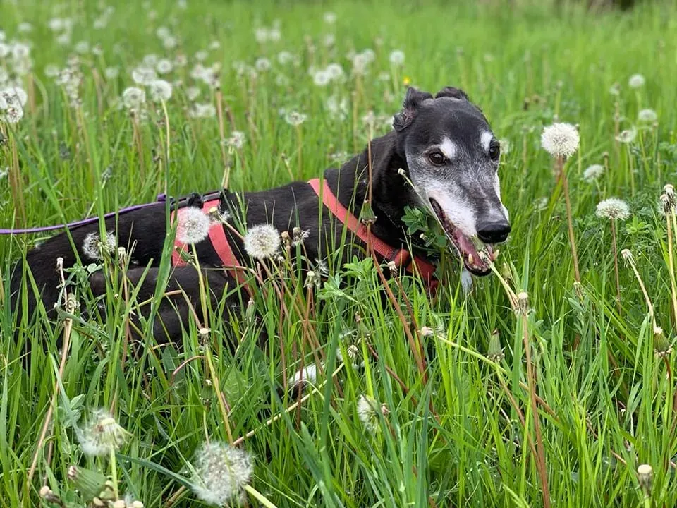 293799838 10225120668901677 7572381213498241241 n