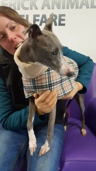 29386583 1597204920363430 6224083837324886016 n