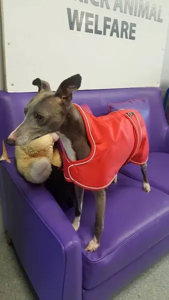 29386868 1597204573696798 8946523835138572288 n