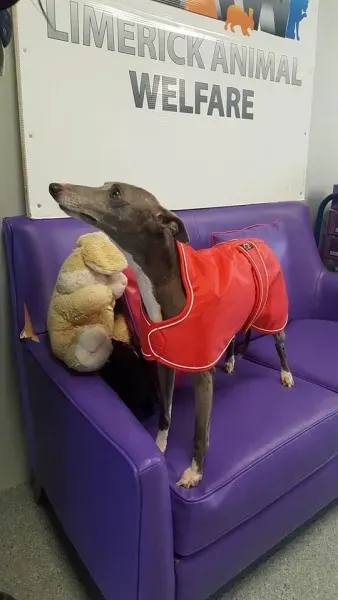 29388477 1597203843696871 5105794552401231872 n