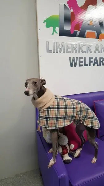 29389165 1597204010363521 3019030940123922432 n