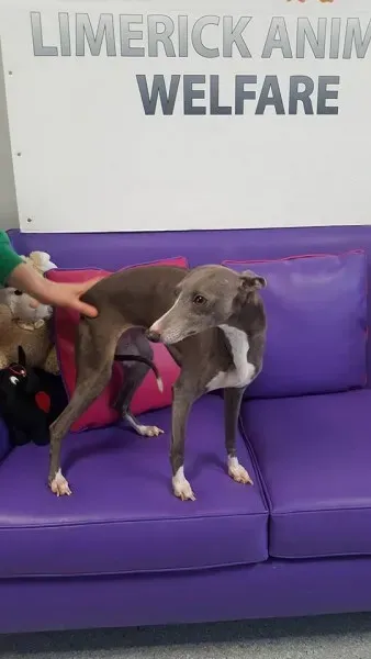 29425503 1597204260363496 2664266538395107328 n