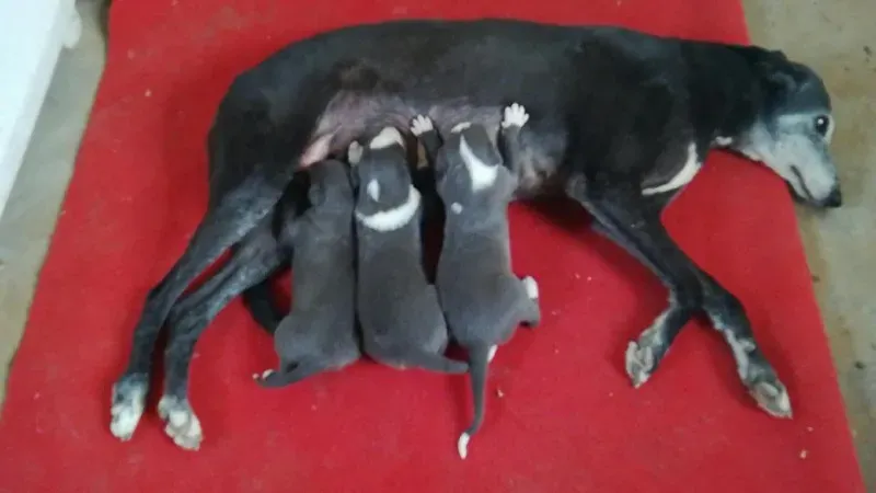 29425737 1618775134904705 1934697724304683435 n