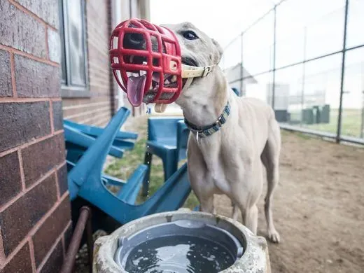 29468010 980696598768052 2947148928644022274 n