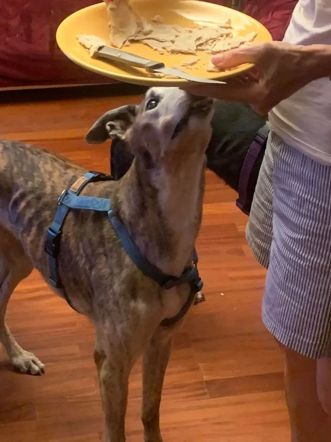 295275338 10217291646842860 5273165317838768870 n