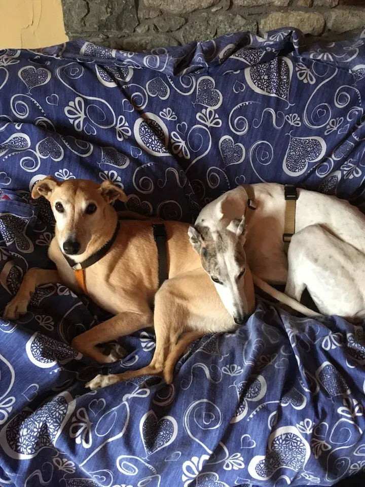 295457337 10221494013281715 8742446503257142578 n