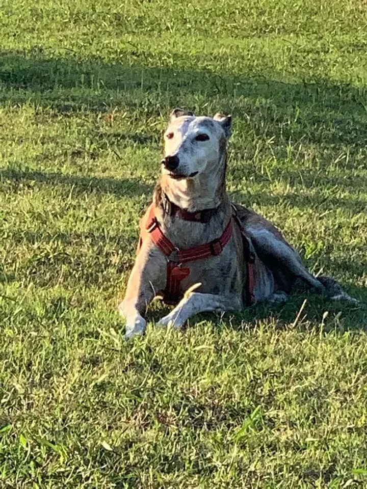 296786667 10226377561219697 2590229888412549250 n 1