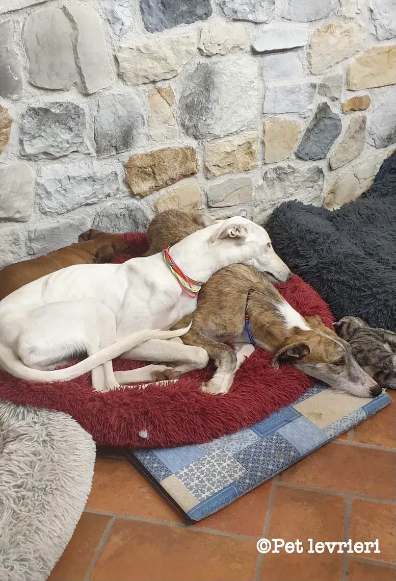 299D18C6 29CC 4EA2 918E FF8503CF9170