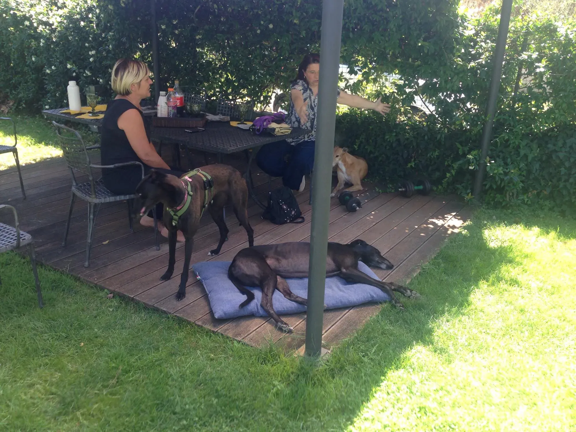 29  Rosie petlevrieri mercatodellacarne cina macao onlus